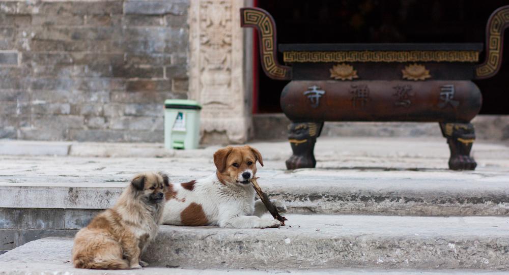 Two dogs next to an outdoor incense burner. 