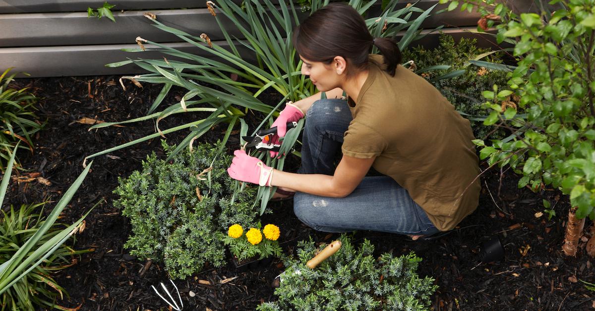 Fall Garden