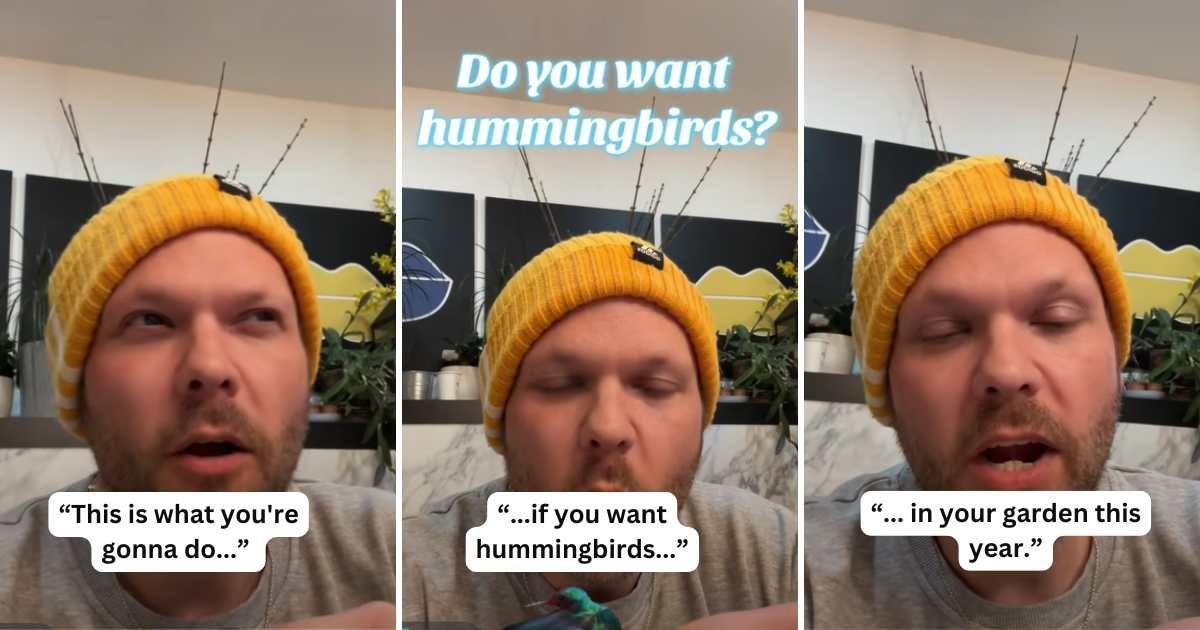 Master gardener shares tips for attracting hummingbirds in your garden (Cover Image Source: TikTok | @gardeninggrant)