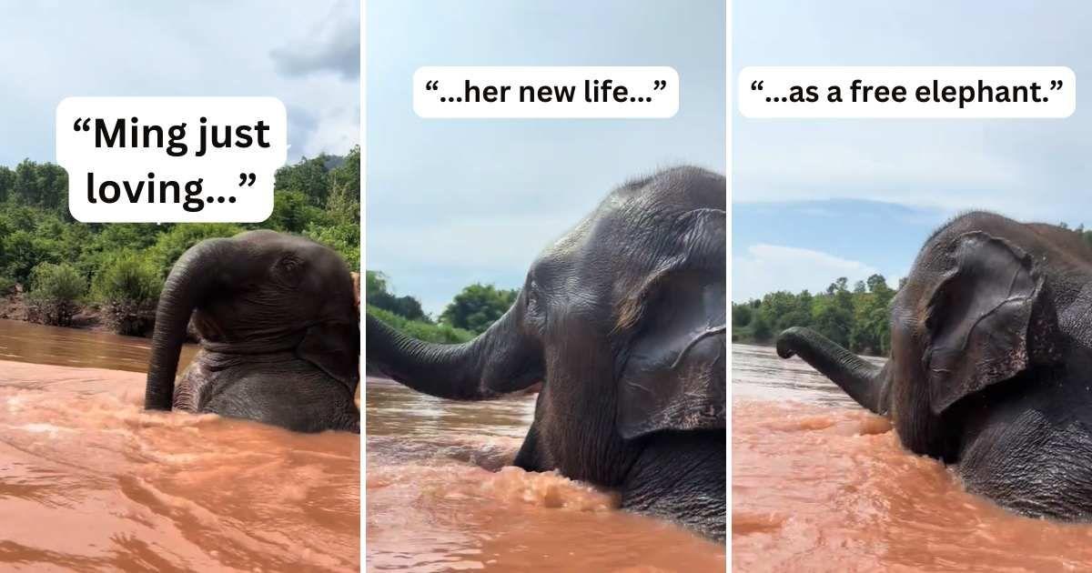 Ming, the young elephant, is having the time of her life, frolicking in muddy waters (Cover Image Source: TikTok | @planting_peace)