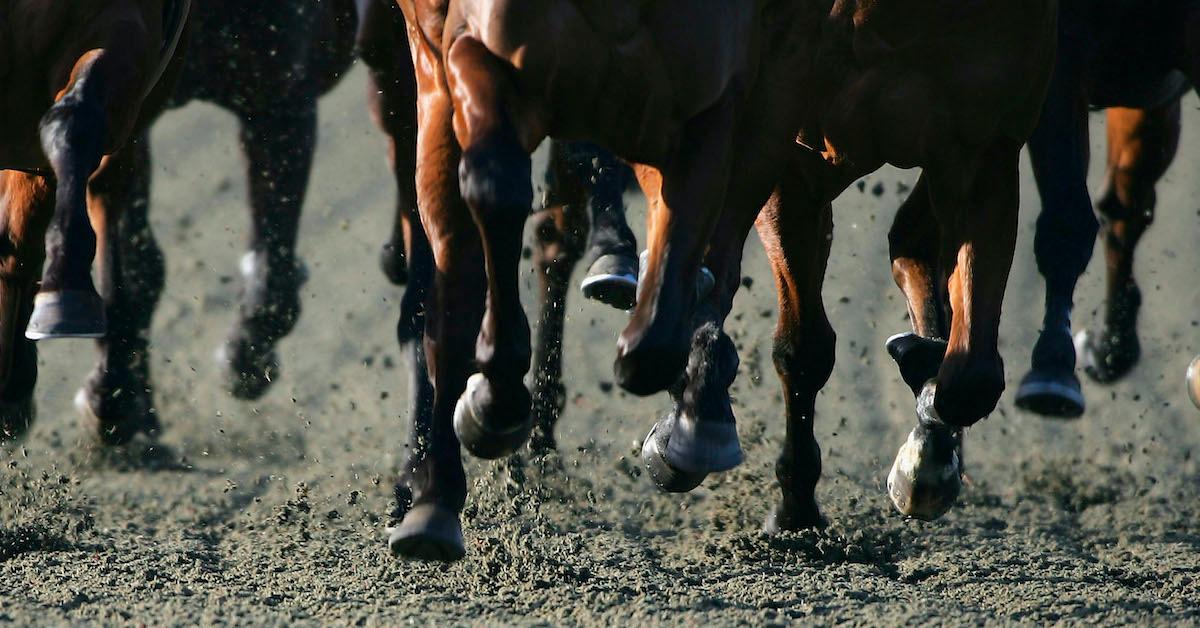 A shot of several horses running next to each other.