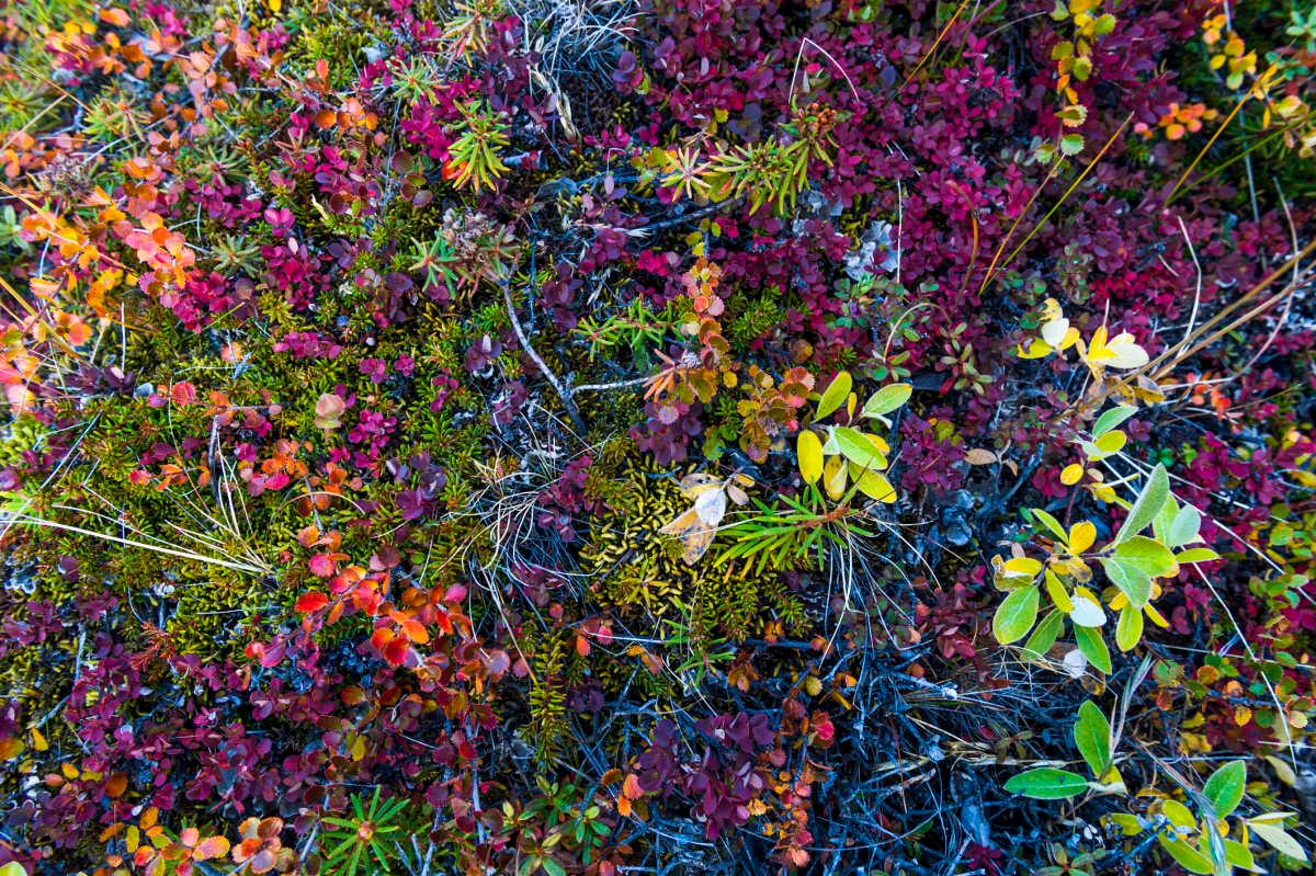 pn/caa bba caa abf adba