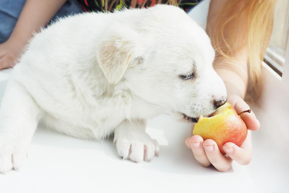 Puppy store eating apple