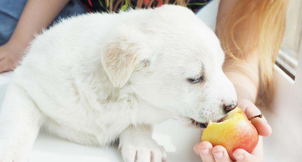 View of Can Dogs Have Apples? What to Know About Your Pup and Fruit