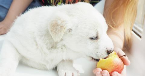 A white dog being fed a red apple.