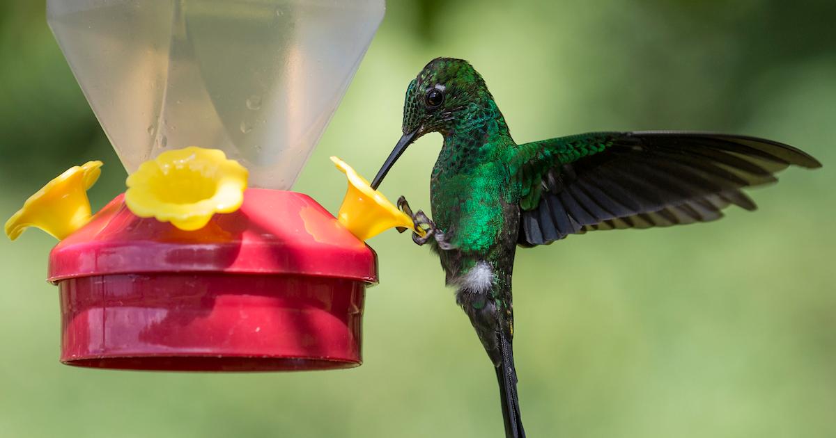 how keep bees away humingbird feeder