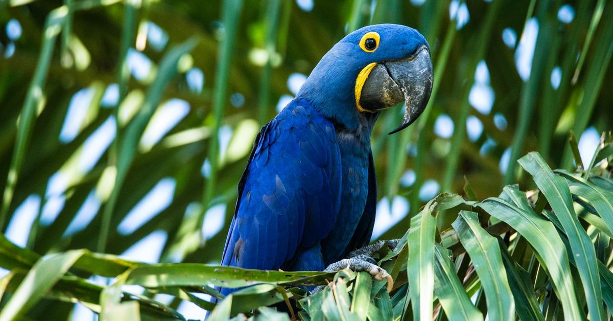 Hyacinth macaw sitting on a tree branch. 