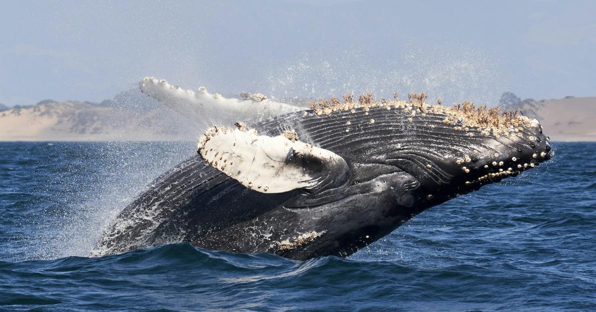 A humpback whale breaches the water, turning his belly up to the sky