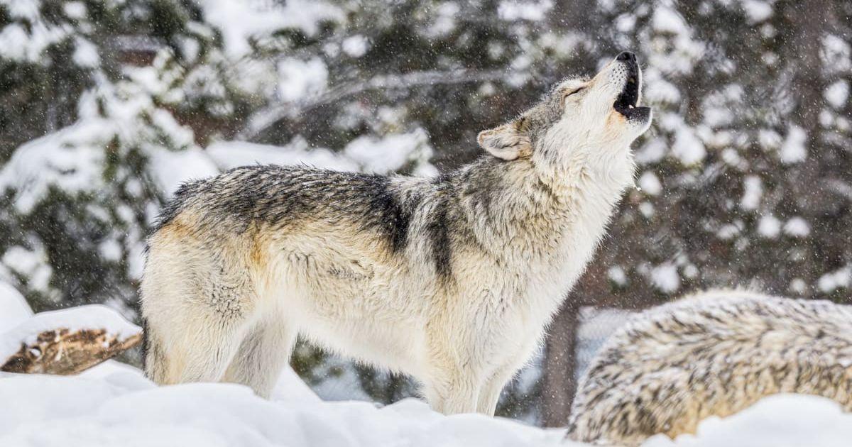 Wolf howling in the Snow in Yellowstone National Park (Representative Cover Image Source: Getty Images | Greg Meland)