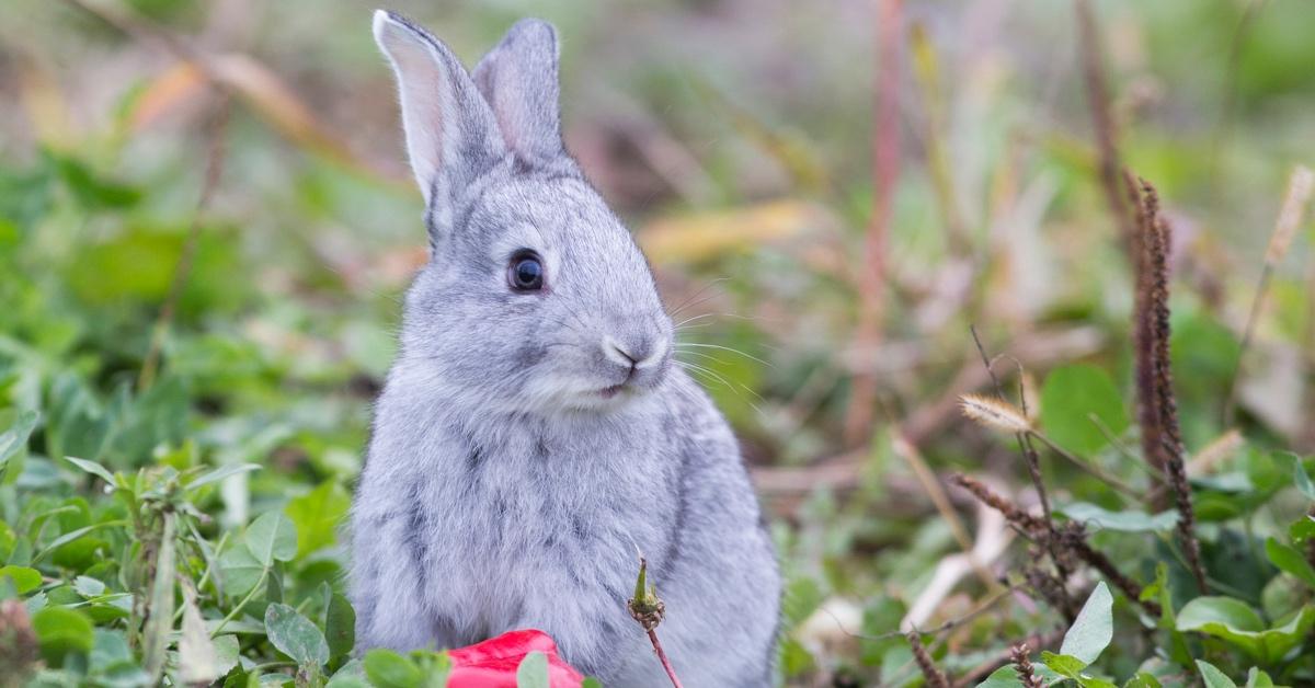 Silver bunny eating a piece of red pepper in the woods. 