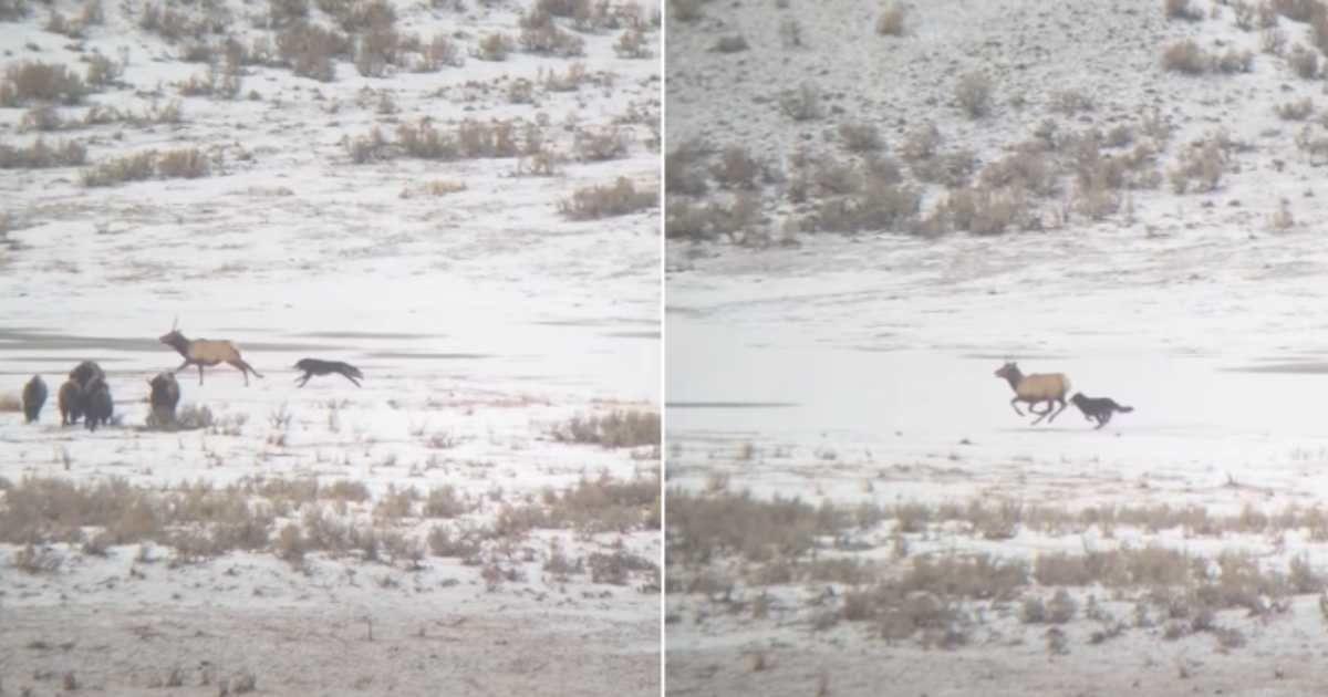 Video frames show a wolf chasing after an elk at Yellowstone National Park. (Cover Image Source: Instagram | @montanawild_)