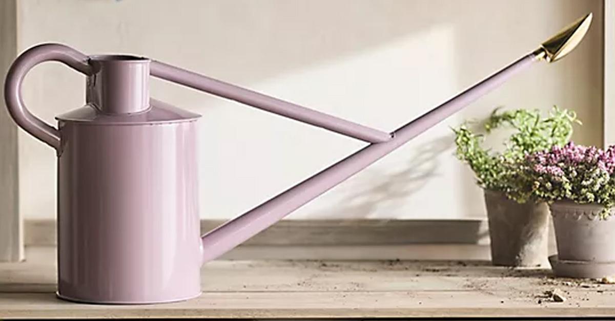 Lilac watering can in a shed with plants.