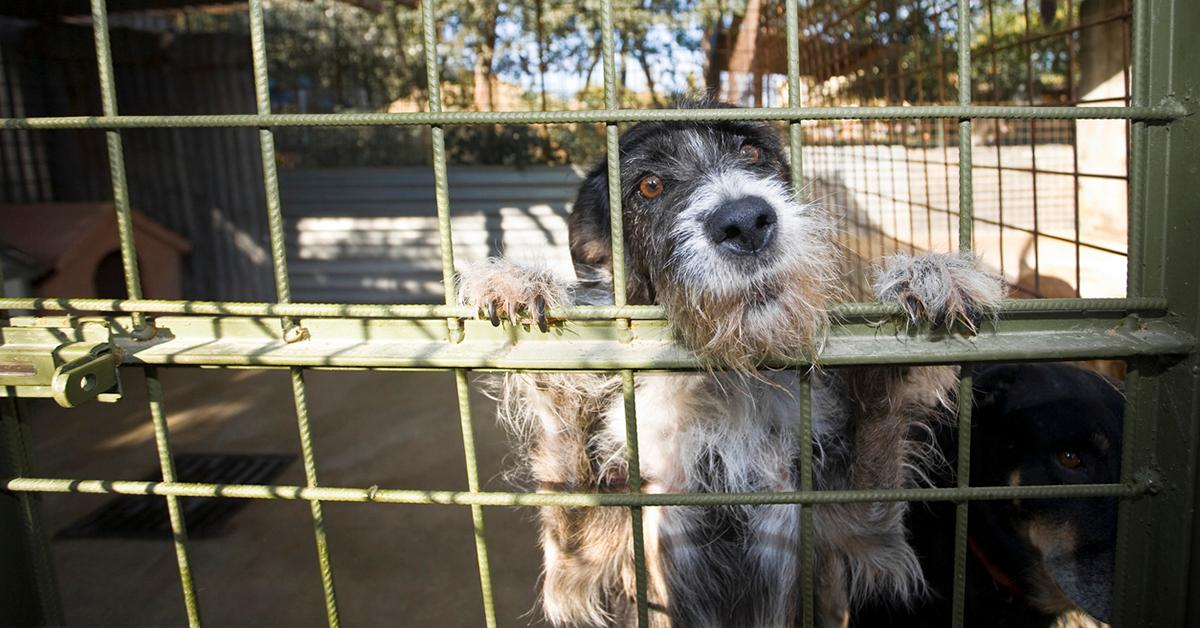 adopt a shelter dog day