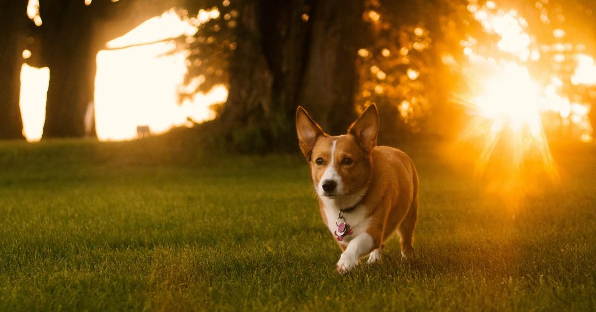 A corgi runs through the grass as the sun sets behind him