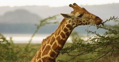 Giraffe eating a tree.
