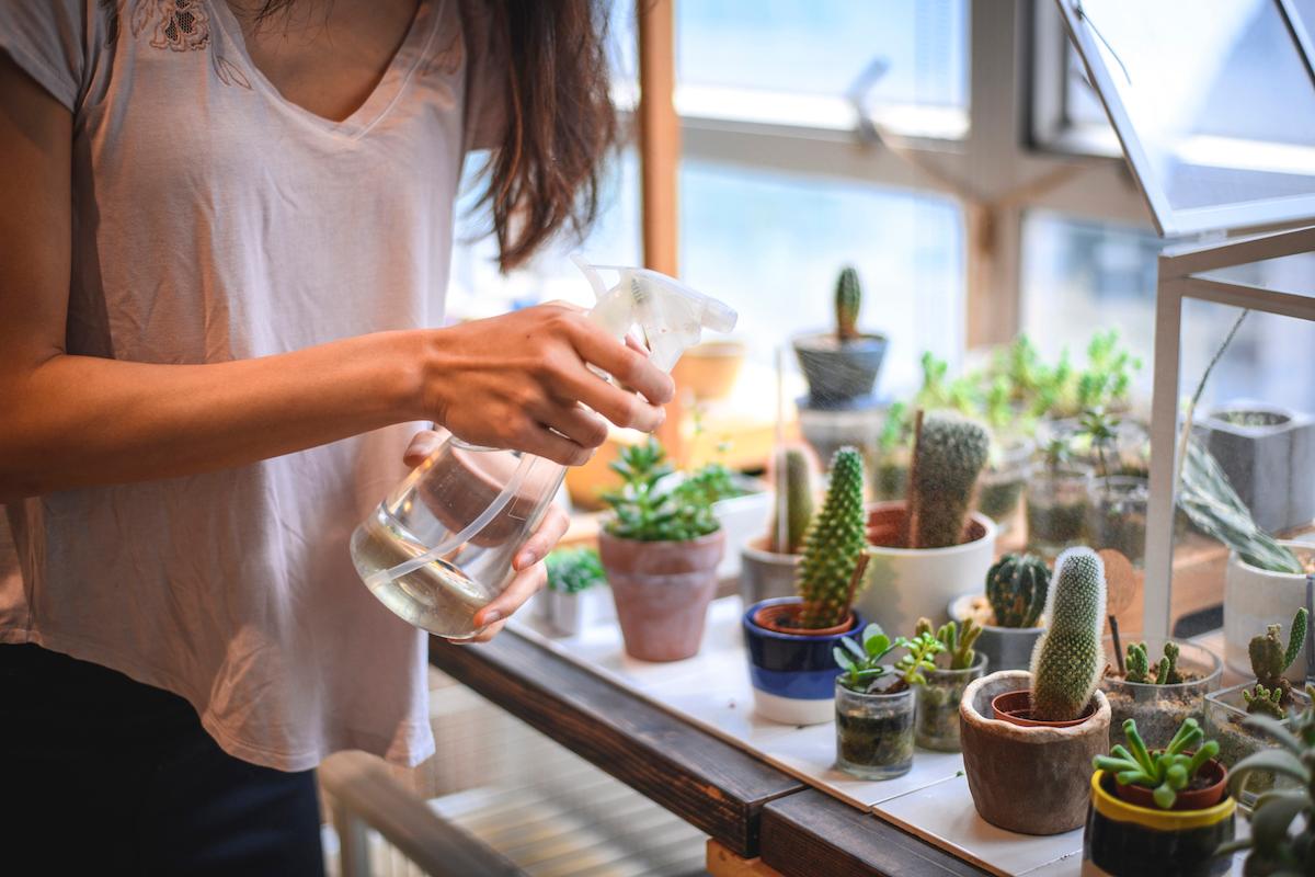 Woman sprays houseplants with a spray bottle