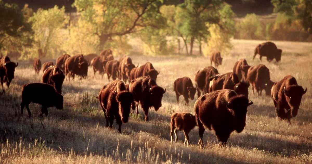 A herd of bison is migrating. (Representative Cover Image Source: Getty Images | Ron Sanford)