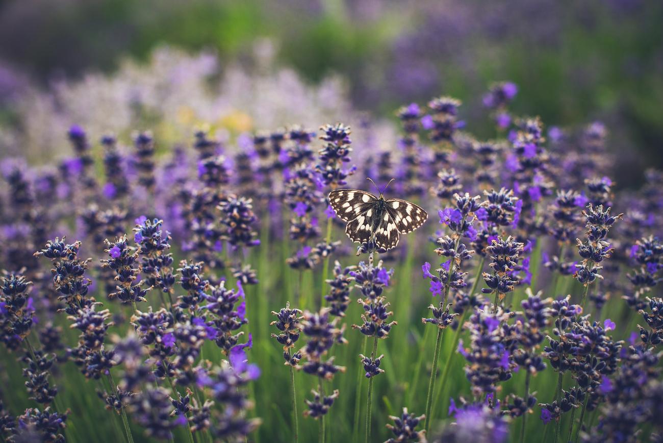 Brown and white butterfly in a garden of lavender.