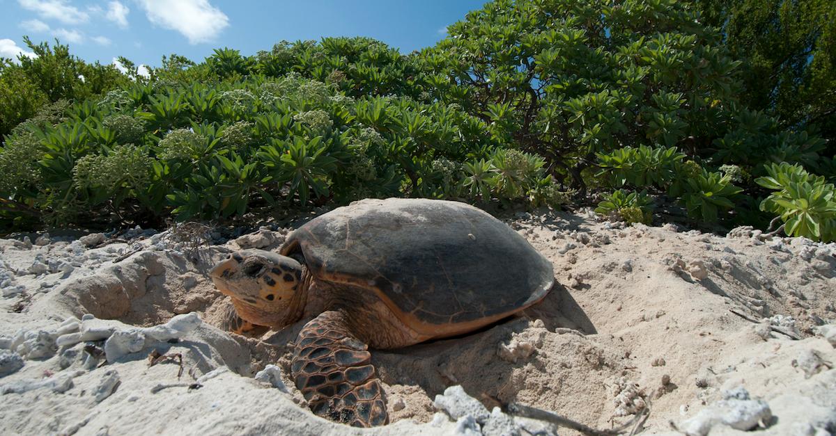 Why Sea Turtles Are Hatching in Brazil During the Coronavirus Lockdown
