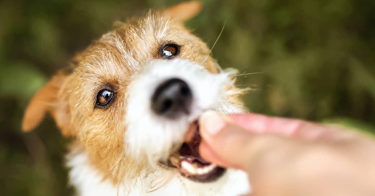 Closeup of a dog receiving a treat from their human.