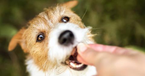 Closeup of a dog receiving a treat from their human.