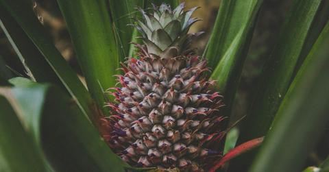 A pineapple fruit is growing on a dark green plant