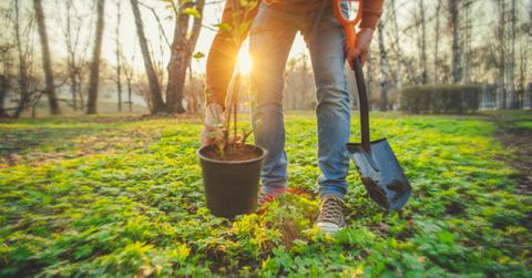 A person carrying a shovel puts a potted tree down in the forest with the sun peaking through in the back.