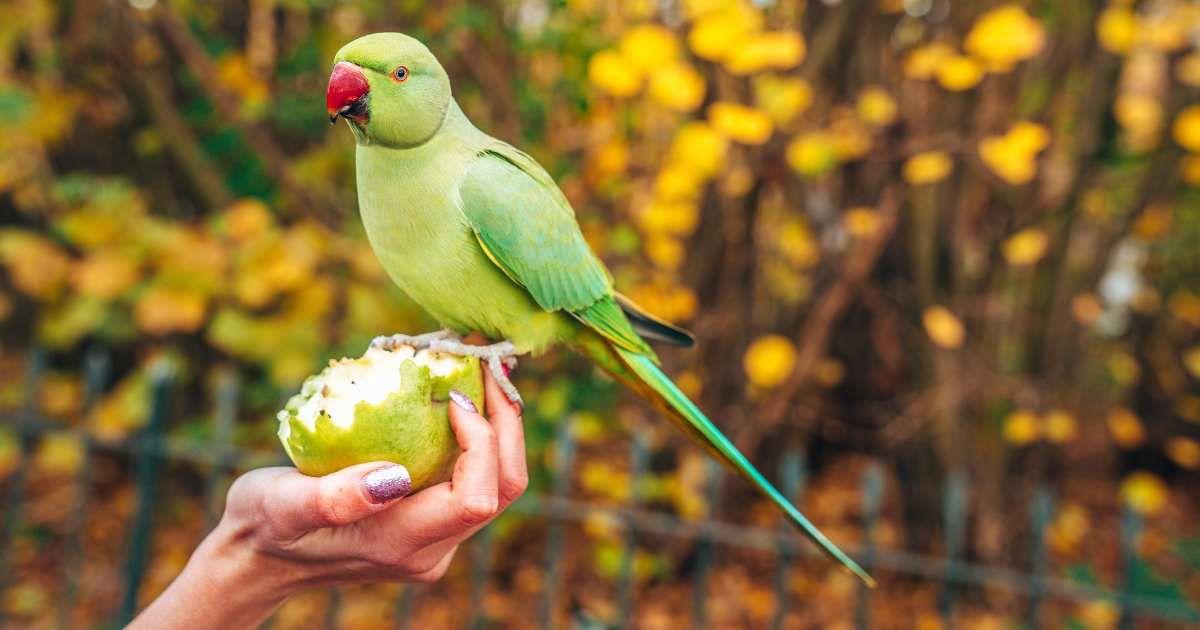 An adorable parrot is feeding on a fruit from a person's hand in the garden. (Representative Cover Image Source: Freepik | Wirestock)