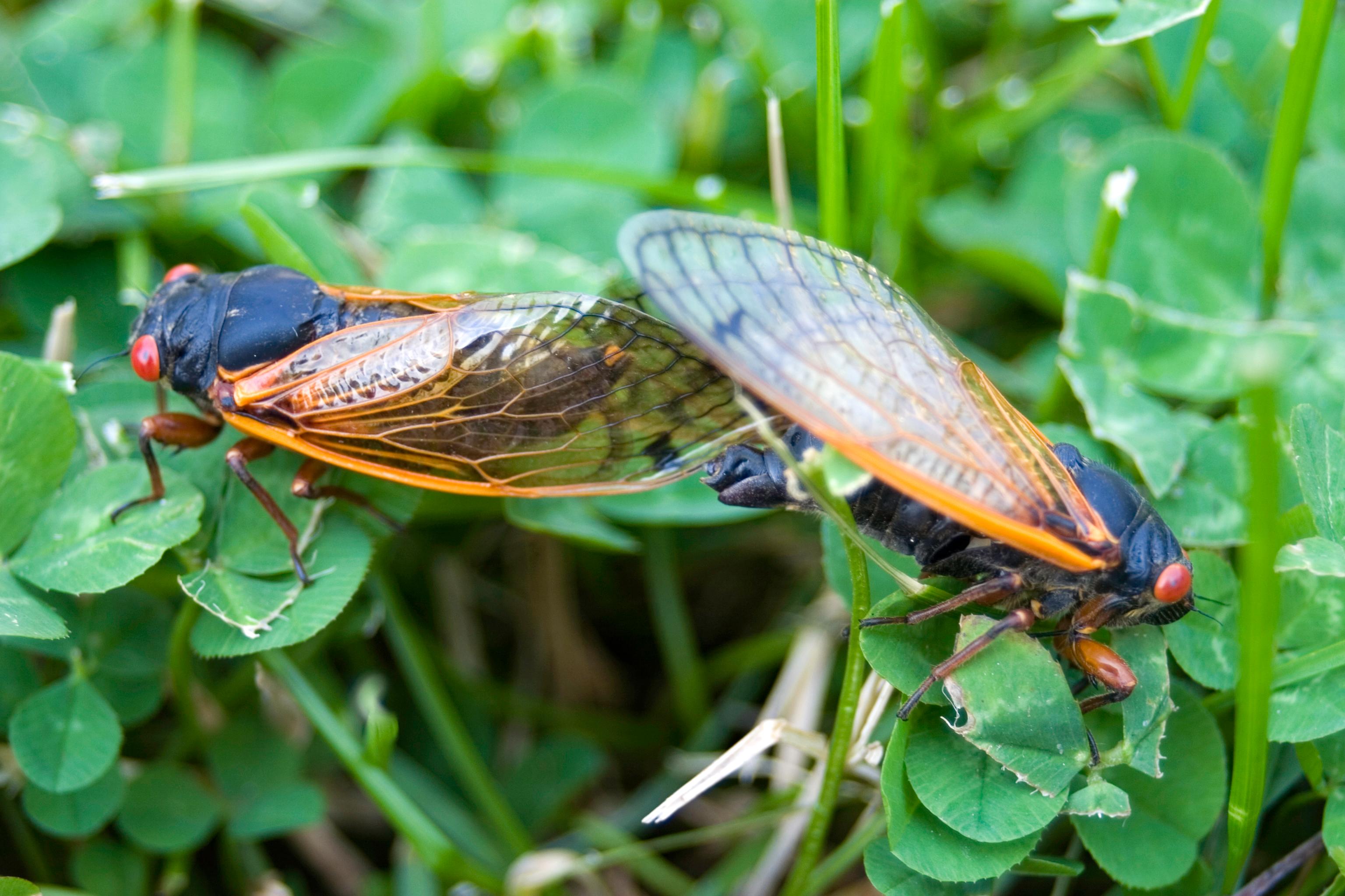 Millions of Cicadas Are Expected to Emerge, but When Exactly?