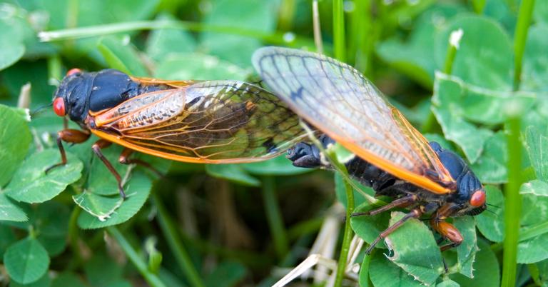 Millions of Cicadas Are Expected to Emerge, but When Exactly?