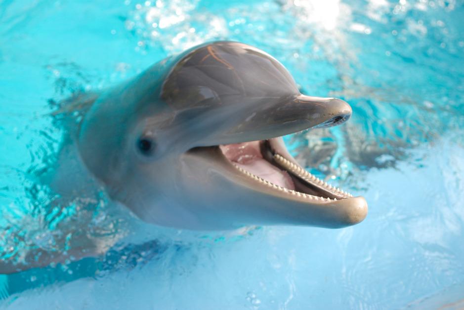 Up close photo of a dolphin sticking their head out of a pool and opening their mouth. 