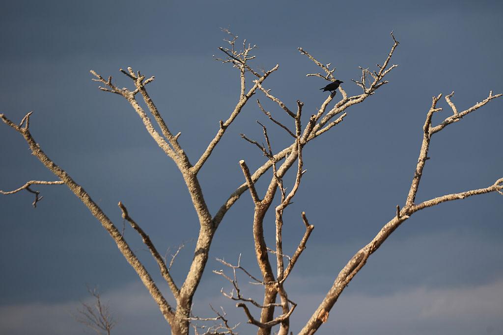 Bird sitting on tree in Fukushima after nuclear disaster