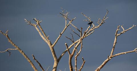 Bird sitting on tree in Fukushima after nuclear disaster