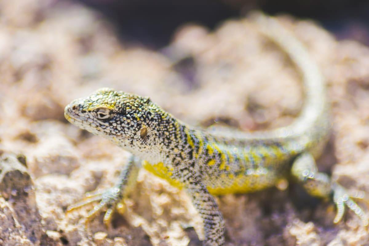 pn/dfbbcc b f b eddddd