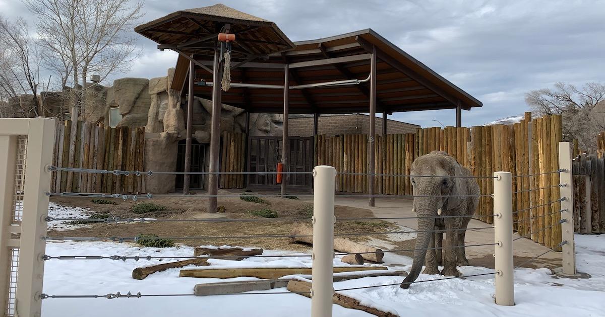 When are the Elephants Leaving Hogle Zoo  