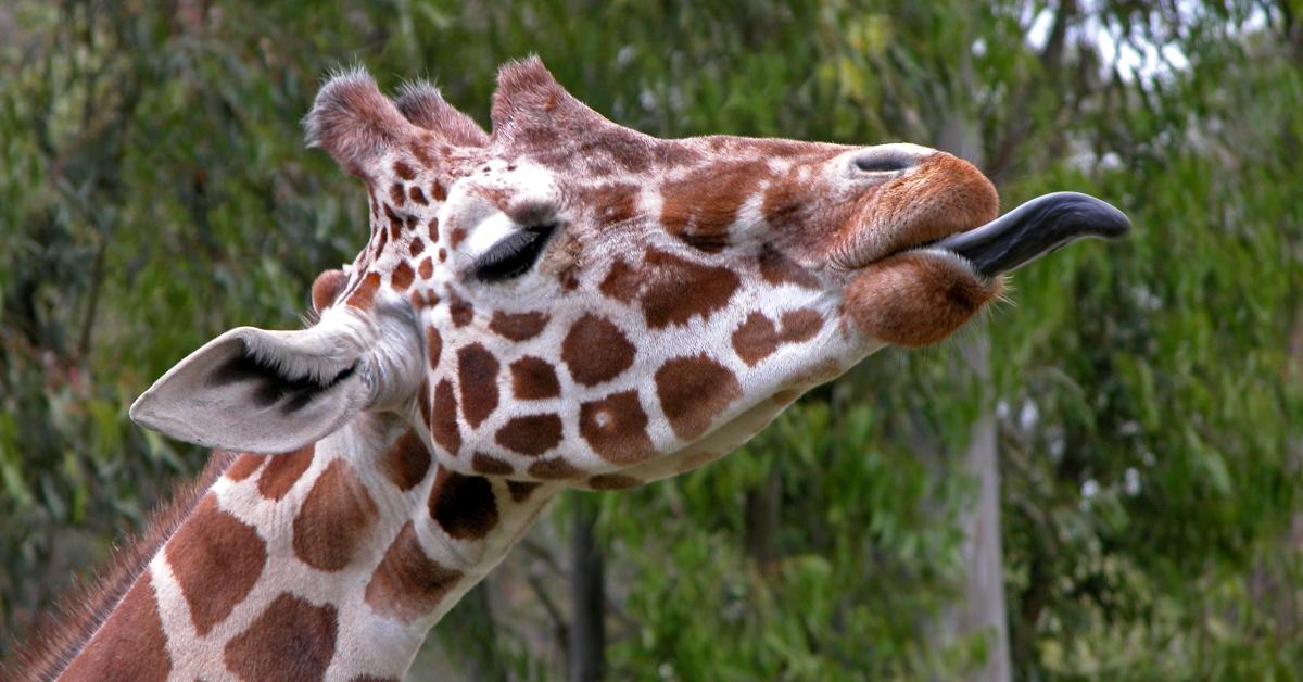 Why Are Giraffes' Tongues Black? Giraffe Biology, Explained