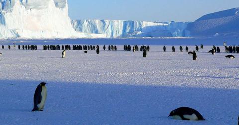 A colony of penguins in Antarctica (Representative Cover Image Source: Pexels | Pixabay)