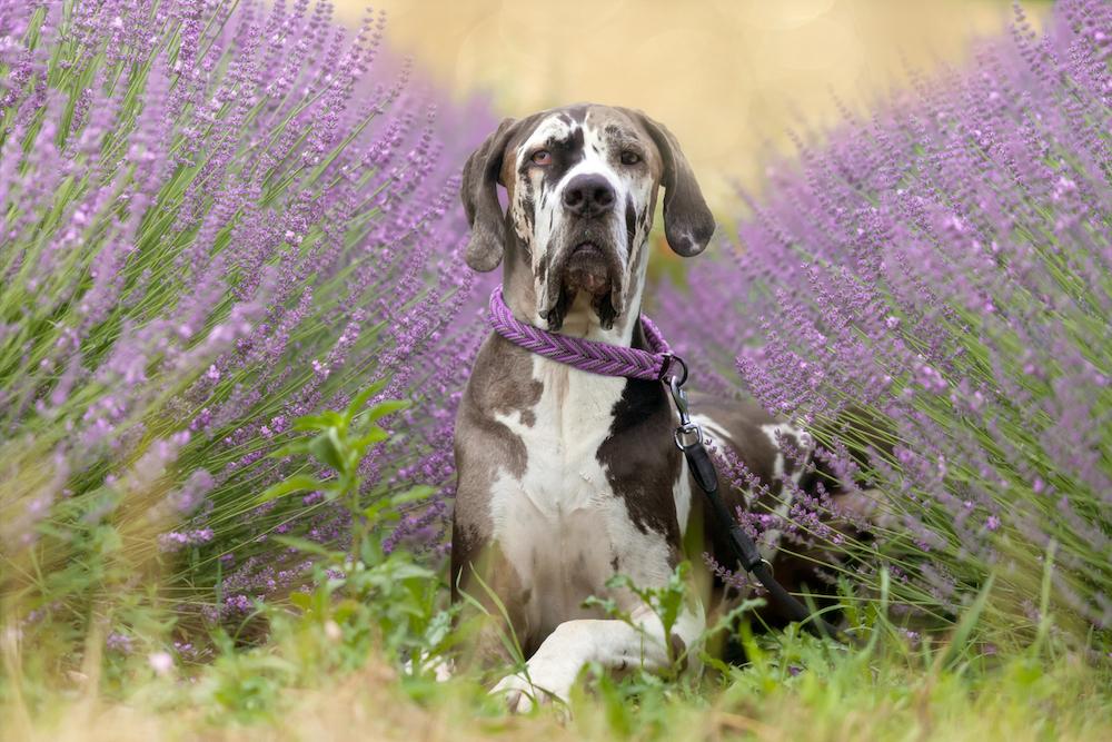A Great Dane laying in a field between lavender plants. 