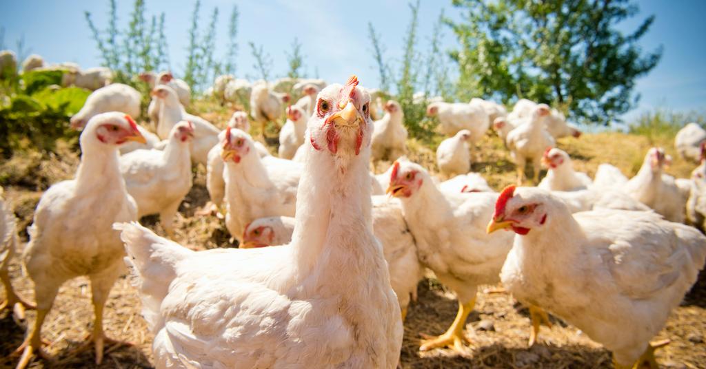 Bird Flu Is Making a Comeback — Here's What We Know