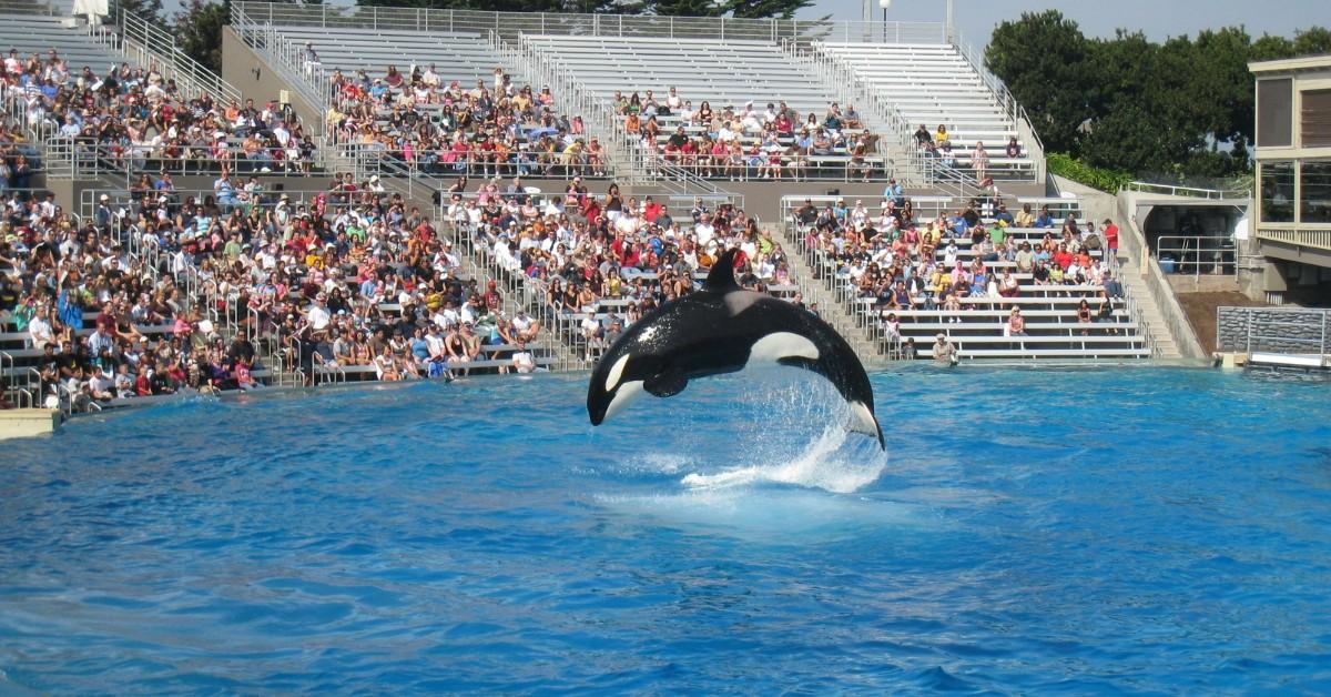 SeaWorld’s Beloved Orca Katina Dies — Cause of Death Revealed