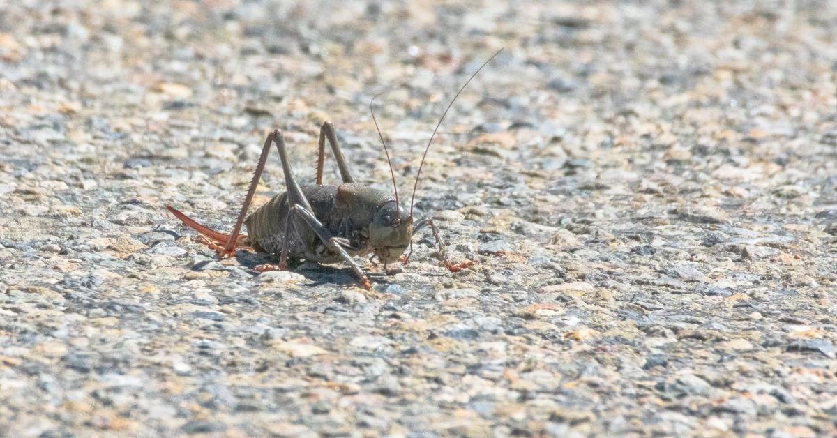 A Mormon cricket on the road. 