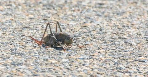 A Mormon cricket on the road.