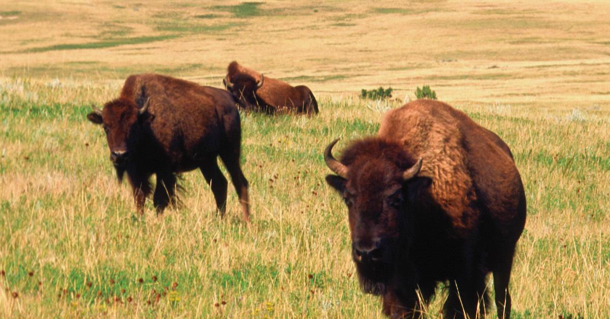 Protect Bison