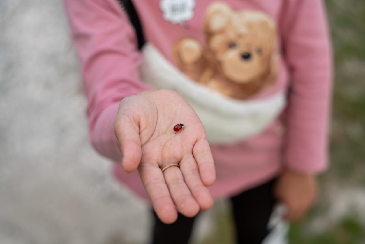 A young child wearing a pink sweater depicting a brown bear on it, holds a ladybug in her hand.