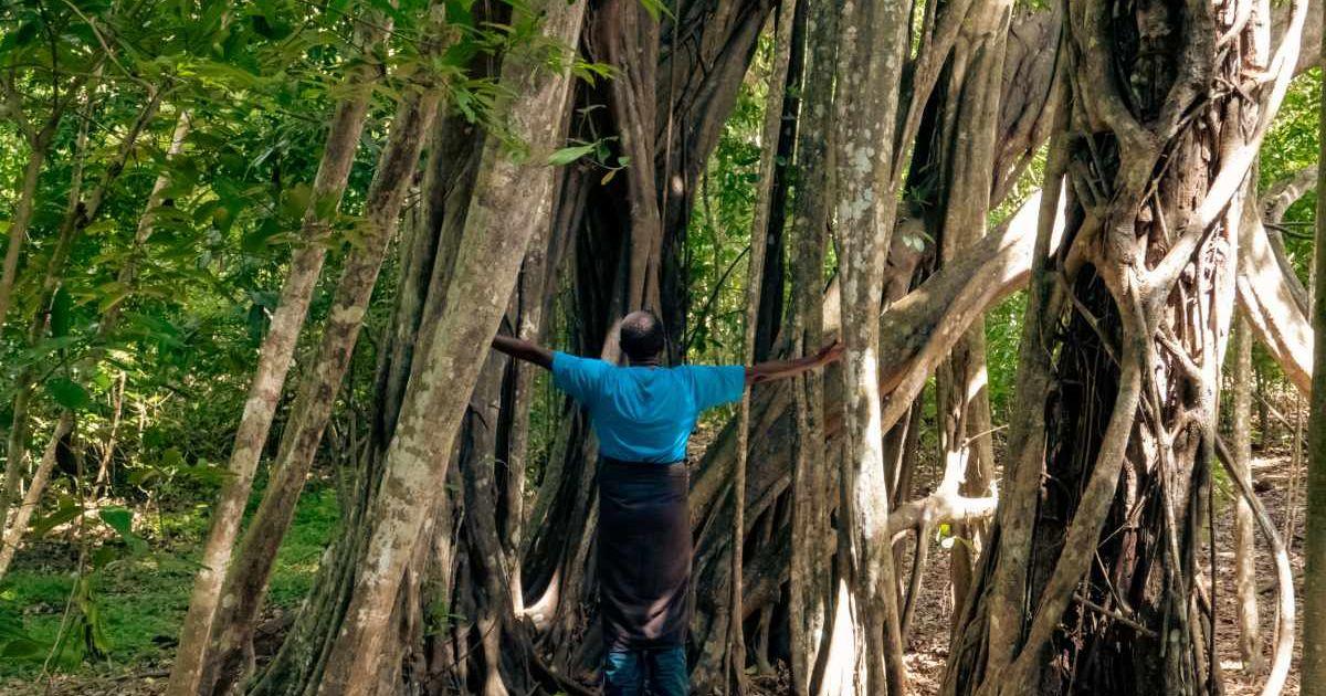 Man standing under fig trees in a forest (Representative Cover Image Source: Getty Images | Eyeem Mobile GmBh)