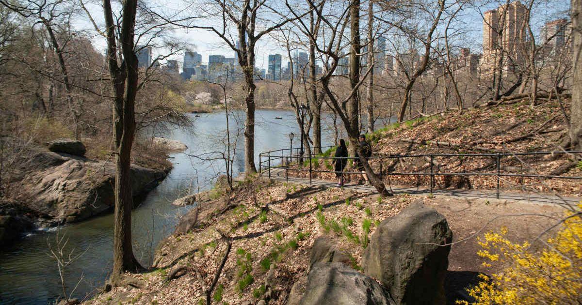 A forest with a city in the background (Image Source: Photo by Felix-Antoine Coutu)