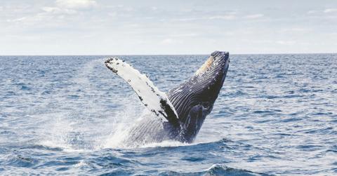 why-have-the-whales-gone-silent