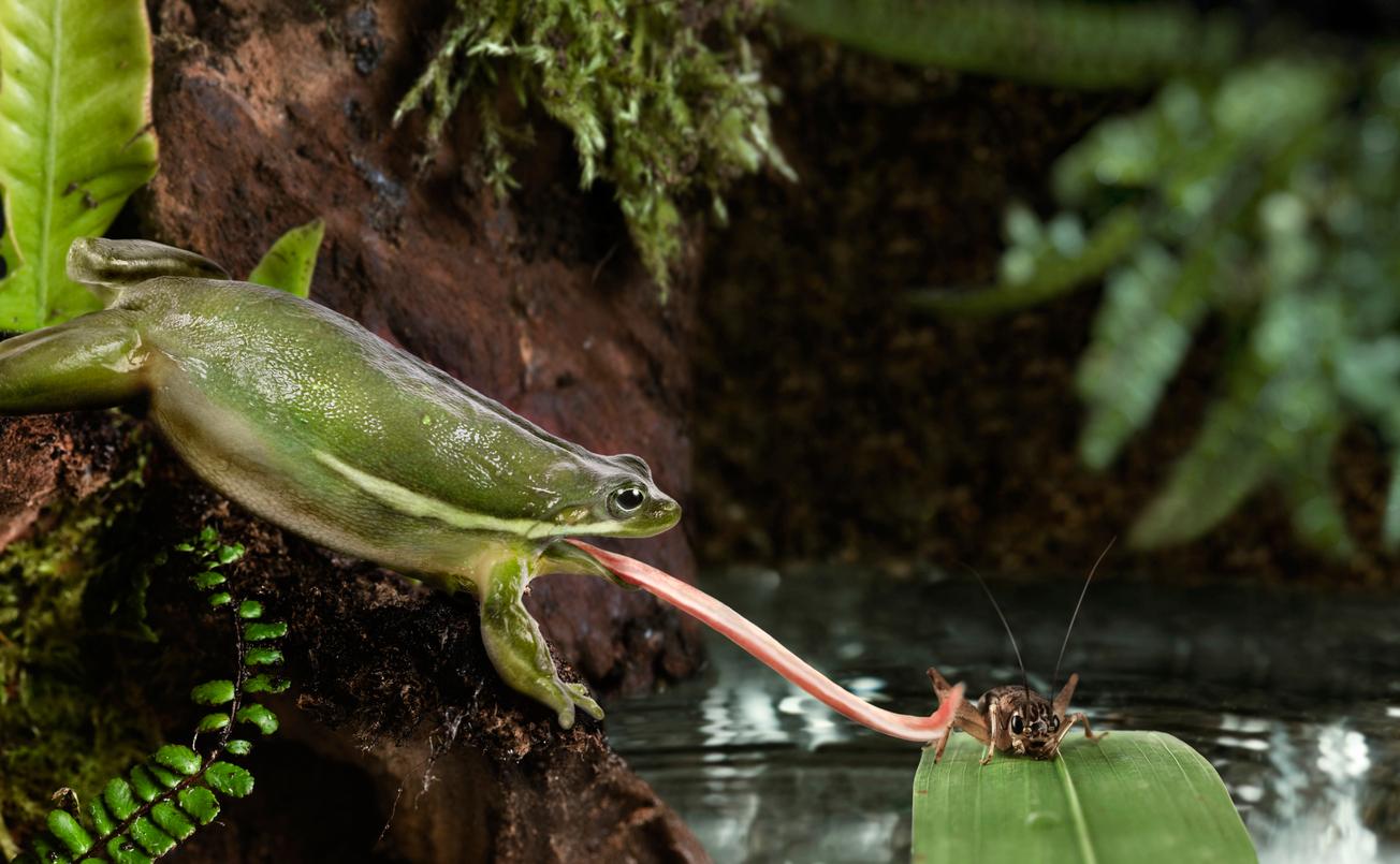 A frog in the wild reaches for a cricket by unfurling its tongue onto the cricket.