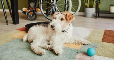 A schnauzer lying on a carpet next to a ball.