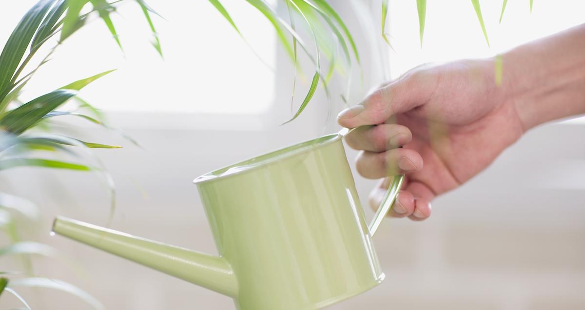 why spider plant turning brown